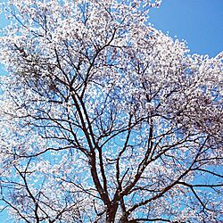 玄関/入り口/我が家の桜/お庭/アメブロやってますのインテリア実例 - 2015-04-02 13:31:19