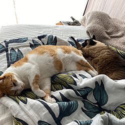猫とインテリア/猫/ベッド周りのインテリア実例 - 2021-05-10 22:04:06