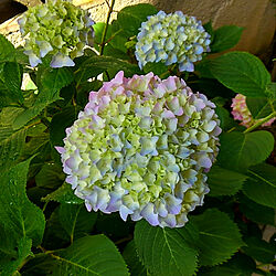 庭/紫陽花のインテリア実例 - 2020-06-05 22:10:57