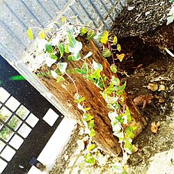 玄関/入り口/植物のインテリア実例 - 2014-04-02 23:22:13