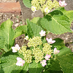 玄関/入り口/畑/地植え/紫陽花/額紫陽花のインテリア実例 - 2019-06-01 16:05:01