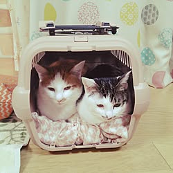 棚/ねこのいる日常/高知の家/いつもいいね！ありがとうございます♪/リメイク...などのインテリア実例 - 2016-02-06 19:38:58