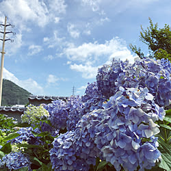 玄関/入り口/うちではありませんが.../あじさい/紫陽花のインテリア実例 - 2018-07-01 23:00:27