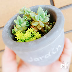 玄関/入り口/多肉植物/貰い物♥/100均/かわいい♥︎...などのインテリア実例 - 2018-05-20 11:48:57