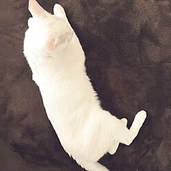 サンキ/ナチュラル/いいね！ありがとう♡/猫と暮らす/我が家の白猫さん...などのインテリア実例 - 2016-10-28 18:29:27