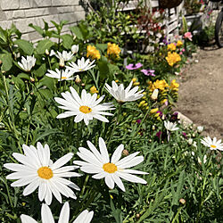 チューリップ咲きました♡/チューリップ/フリージア/お花のある暮らし/お花が好き...などのインテリア実例 - 2022-04-10 10:45:16