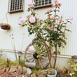 薔薇/植物/庭のインテリア実例 - 2021-06-17 20:15:16