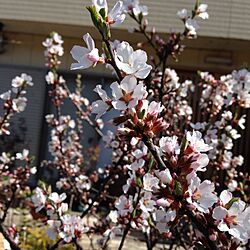 玄関/入り口/桜大好き/植物のインテリア実例 - 2014-04-08 18:31:37