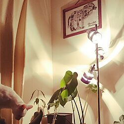 壁/天井/ダイソー/ねこ/観葉植物/こどもと暮らす...などのインテリア実例 - 2017-03-10 01:05:39