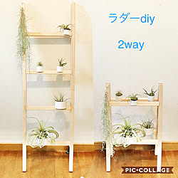 飾り棚/エアプランツ/ラダーＤIY/ラダー/おうち時間...などのインテリア実例 - 2021-01-10 11:18:42