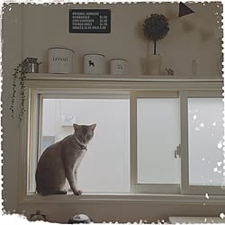 ねこ部/ねこのいる日常/キッチン窓/5キロもあるの/いつもいいねありがとうございます♡...などのインテリア実例 - 2017-05-12 21:28:48