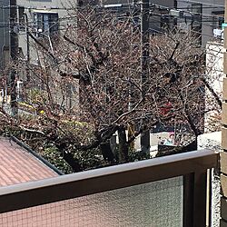 壁/天井/ベランダ/桜/一人暮らしのインテリア実例 - 2017-04-02 17:10:22
