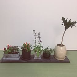 壁/天井/和室/観葉植物のインテリア実例 - 2016-11-13 23:16:54