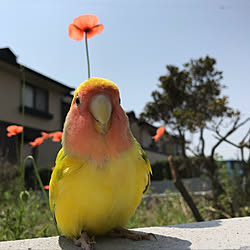 玄関/入り口/大切な家族♪/知恵を絞って楽しむ暮らし✨/インコ/一人暮らし...などのインテリア実例 - 2018-04-04 11:47:28