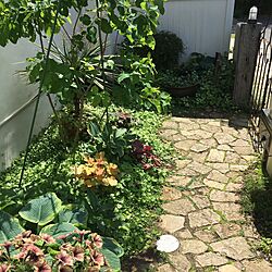 庭/棚/花が咲かないスモークツリー…のインテリア実例 - 2016-05-14 13:57:26