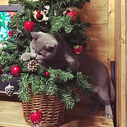 リビング/クリスマスツリー/狭小住宅/猫/ねこのいる日常のインテリア実例 - 2016-12-03 17:05:44