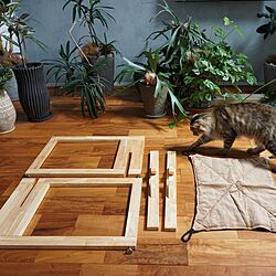cat hammock/キャットハンモック/猫と暮らす/猫と植物/リビングのインテリア実例 - 2020-09-19 15:33:19
