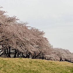 桜のインテリア実例 - 2019-04-04 01:50:40
