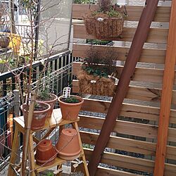 玄関/入り口/DIY/セリア/植物/IKEA...などのインテリア実例 - 2014-02-07 22:20:07