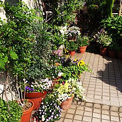 玄関/入り口/花のある暮らし/グリーンのある暮らしのインテリア実例 - 2016-05-24 13:17:12