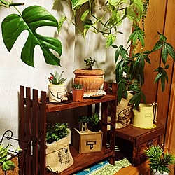 棚/DIY/観葉植物♡/雑貨/100均...などのインテリア実例 - 2016-02-18 23:23:25