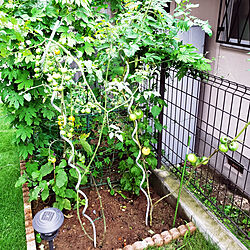 トマト/庭/家庭菜園/芝のインテリア実例 - 2019-07-21 20:52:07