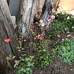 植え替え/地味かわいい/素朴な花/お花/流木...などのインテリア実例 - 2017-04-15 14:59:13