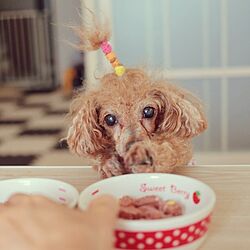 キッチン/トイプードル/トイプードル多頭飼い/butch/ペット自慢...などのインテリア実例 - 2016-06-21 09:26:04