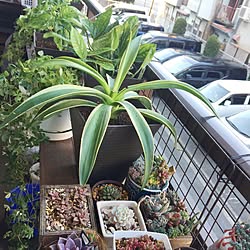 棚/観葉植物/観葉植物のある暮らし/花のある暮らし/りんご箱...などのインテリア実例 - 2017-04-02 17:13:33