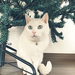リビング/白猫さん/クリスマス/中古住宅/クリスマスツリー...などのインテリア実例 - 2016-12-16 11:48:26