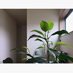 廊下/窓/観葉植物のインテリア実例 - 2020-05-16 21:42:24
