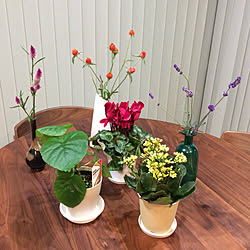 鉢植えの花/ラベンダー/ケイトウ/植物のある暮らし/ダイニングテーブル＆チェア...などのインテリア実例 - 2019-10-27 21:57:44