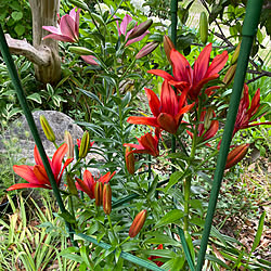 ちょっと見にくいけど…/トマトの支柱/ダイソー/ユリ/季節の花を楽しむ...などのインテリア実例 - 2022-06-01 16:28:12