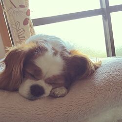 ベッド周り/ベッド/愛犬と暮らすのインテリア実例 - 2016-11-06 15:22:34