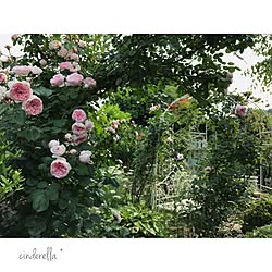 玄関/入り口/ドイツのバラ/シンデレラ/ガーデン/庭...などのインテリア実例 - 2017-06-06 06:45:53
