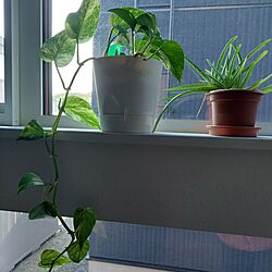 壁/天井/観葉植物/あさ/窓辺のグリーンのインテリア実例 - 2023-05-14 07:16:29