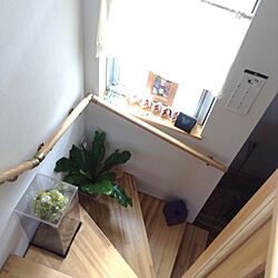 階段窓/植物のインテリア実例 - 2013-08-22 13:21:22