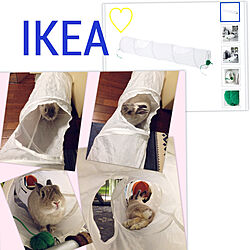 ベッド周り/ペット用トンネル/祝IKEAIKEA75周年/IKEA/いつもいいねやコメありがとうございます♡...などのインテリア実例 - 2018-08-25 10:16:11