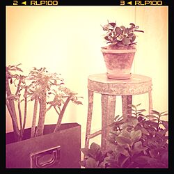 部屋全体/ダイニング/観葉植物/植物のインテリア実例 - 2013-11-29 15:27:42