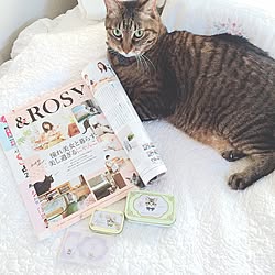 ベッド周り/雑誌/ねこのいる日常/IG→lovecat.aki/猫と暮らす...などのインテリア実例 - 2017-05-29 18:04:18