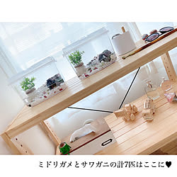 衣装部屋/ドライフラワーのある暮らし/IGやってます/ペットとの暮らし/IKEA...などのインテリア実例 - 2020-06-30 11:54:24