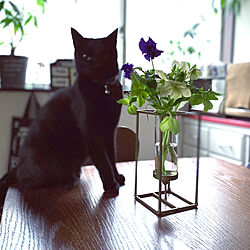 黒猫のトム/クリスマスローズ/パンジー/花のある暮らし/花が好き...などのインテリア実例 - 2023-01-24 08:04:56