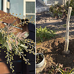 スイセンの芽/ミモザ/庭木の掘り起こし作業中/ミモザの地植え計画/新年の抱負...などのインテリア実例 - 2023-01-09 06:42:40