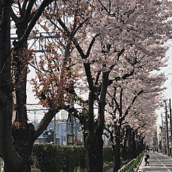 一人暮らし/季節の移ろいを大切に♡/桜のインテリア実例 - 2019-04-07 10:42:01