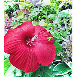 タイタンビカスの花/夏の記録/植物のある暮らし/緑と花と暮らす/みなさんの優しさに感謝❤️...などのインテリア実例 - 2021-08-26 08:26:30