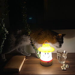 ギックリ腰の夜/観葉植物/猫/室内窓/猫とインテリア...などのインテリア実例 - 2019-07-04 00:27:09