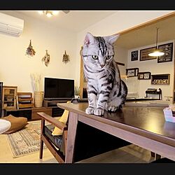 部屋全体/猫と暮らす家のインテリア実例 - 2023-04-25 07:11:54