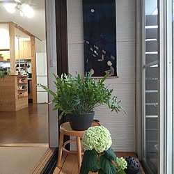 部屋全体/北欧インテリア/紫陽花/中古住宅/アナベル...などのインテリア実例 - 2023-06-19 17:37:09