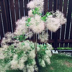 玄関/入り口/スモークツリー/けむりの木/植物/花のある暮らし...などのインテリア実例 - 2017-06-08 13:37:03