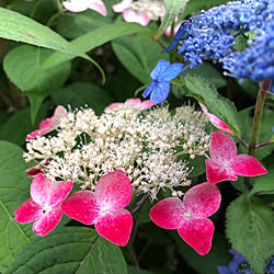 紫陽花/紫陽花が好き♡/玄関/入り口のインテリア実例 - 2019-06-21 10:51:05